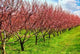 Fruit Orchard Wall Decal
