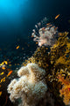 Lionfish and Tropical Underwater Wall Mural
