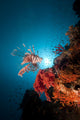 Lionfish and Tropical Underwater