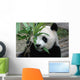 Giant Panda Wall Mural