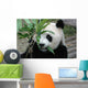 Giant Panda Wall Mural