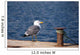 Gaviota