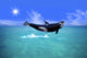 Killer Whale