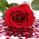 Red Rose and Heart Wall Mural