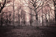 dark woods Wall Mural