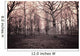 dark woods Wall Mural