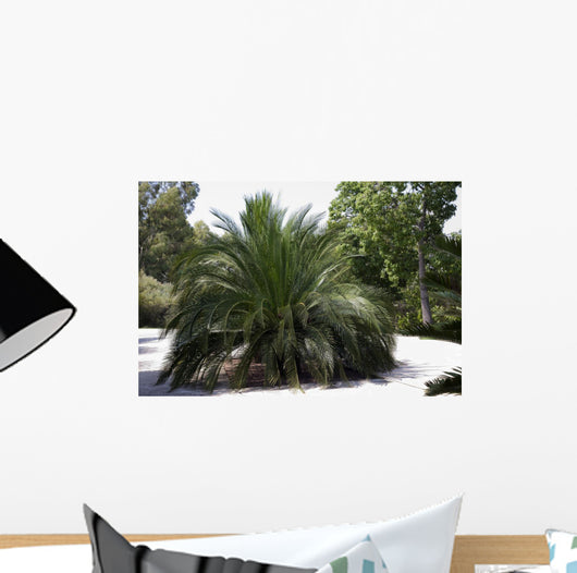 Palm Tree Macrazamia