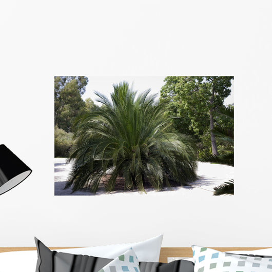 Palm Tree Macrazamia