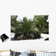Palm Tree Macrazamia