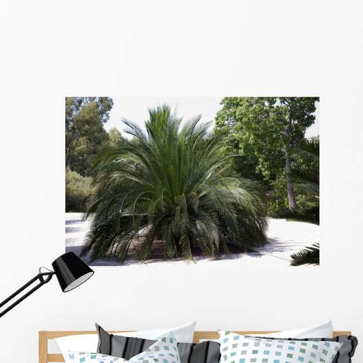 Palm Tree Macrazamia