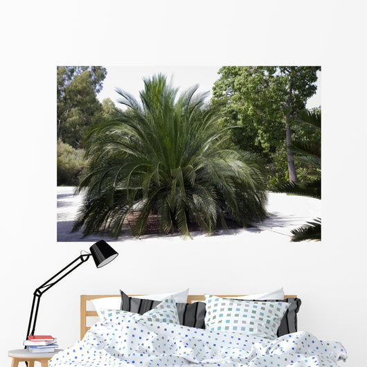 Palm Tree Macrazamia