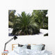 Palm Tree Macrazamia