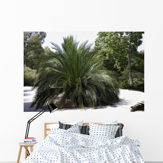 Palm Tree Macrazamia