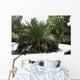 Palm Tree Macrazamia