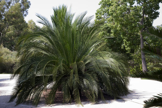 Palm Tree Macrazamia
