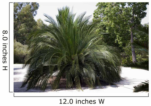 Palm Tree Macrazamia