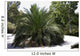 Palm Tree Macrazamia