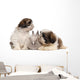Two Shih-tzus Playing with Wall Decal