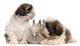 Two Shih-tzus Playing with Wall Decal