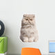Young Persian cat Wall Decal