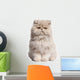 Young Persian cat Wall Decal
