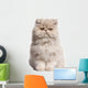Young Persian cat Wall Decal