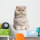 Young Persian cat Wall Decal