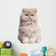 Young Persian cat Wall Decal