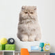 Young Persian cat Wall Decal