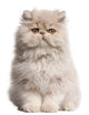 Young Persian cat Wall Decal