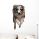 Australian Shepherd Dog Wall Decal