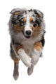 Australian Shepherd Dog Wall Decal