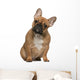 French Bulldog Puppy Wall Mural