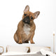 French Bulldog Puppy Wall Mural