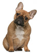 French Bulldog Puppy Wall Mural