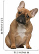 French Bulldog Puppy Wall Mural