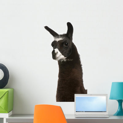 Llama Lama Glama Front Wall Decal shown on a wall