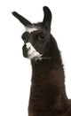 Llama Lama Glama Front Wall Decal