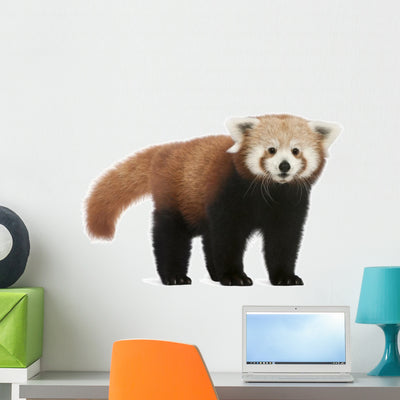 Young Red Panda Wall Decal shown on a wall