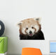 Close-up Red panda Wall Decal