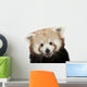 Close-up Red panda Wall Decal