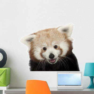 Close-up Red Panda Wall Decal shown on a wall
