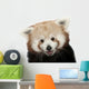 Close-up Red panda Wall Decal