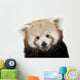 Close-up Red panda Wall Decal