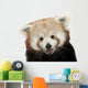 Close-up Red panda Wall Decal
