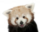 Close-up Red panda Wall Decal