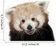 Close-up Red panda Wall Decal