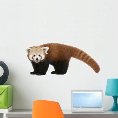 Young Red Panda Wall Decal shown on a wall