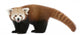 Young Red Panda Wall Decal