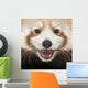 Close-up Young Red Panda Wall Mural